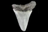 Juvenile Megalodon Tooth - Georgia #111625-1
